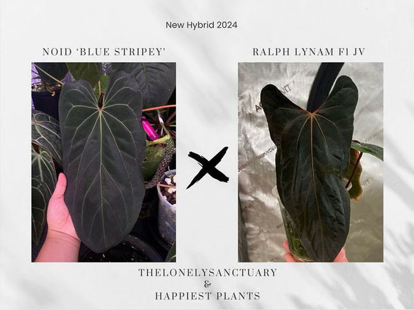 Buy Anthurium Blue Stripey X Ralph Lynam