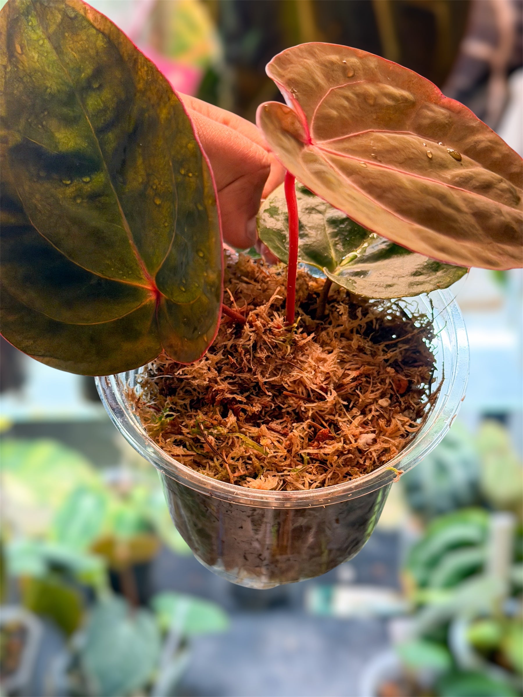 Anthurium Bloodmoon - Original Clone – HappiestPlants