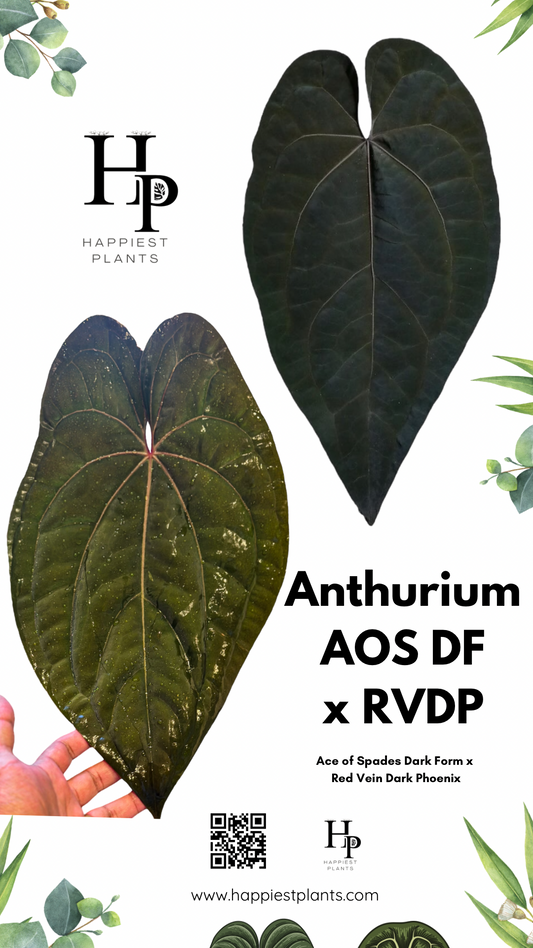 Anthurium AOS DF x RVDP