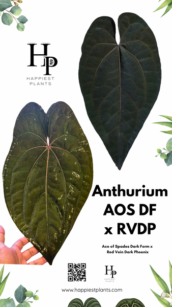 anthurium ppfd Anthurium AOS DF x RVDP – HappiestPlants