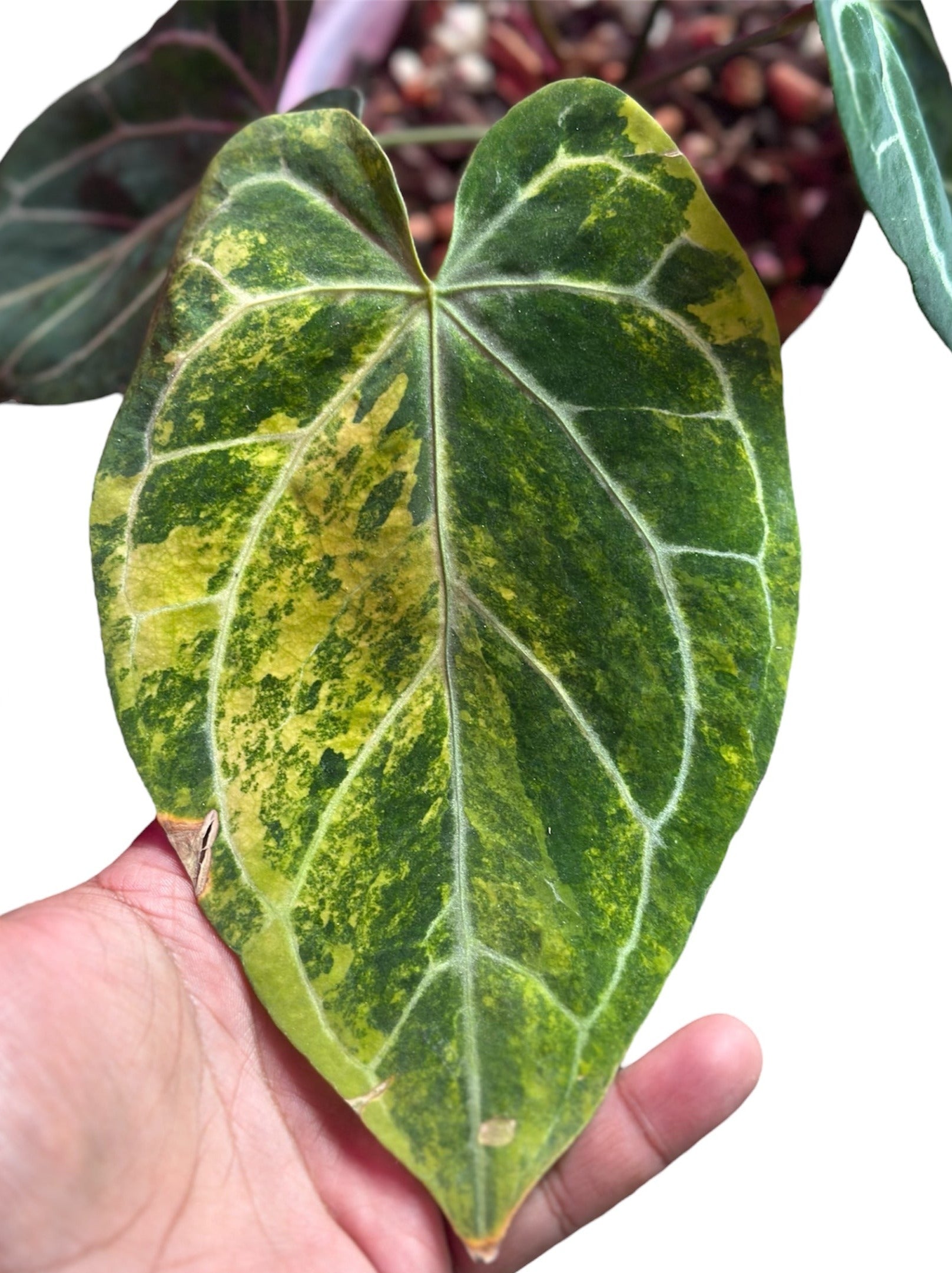 anthurium thai hybrid variegata Anthurium Magnificum Hybrid Variegated – HappiestPlants