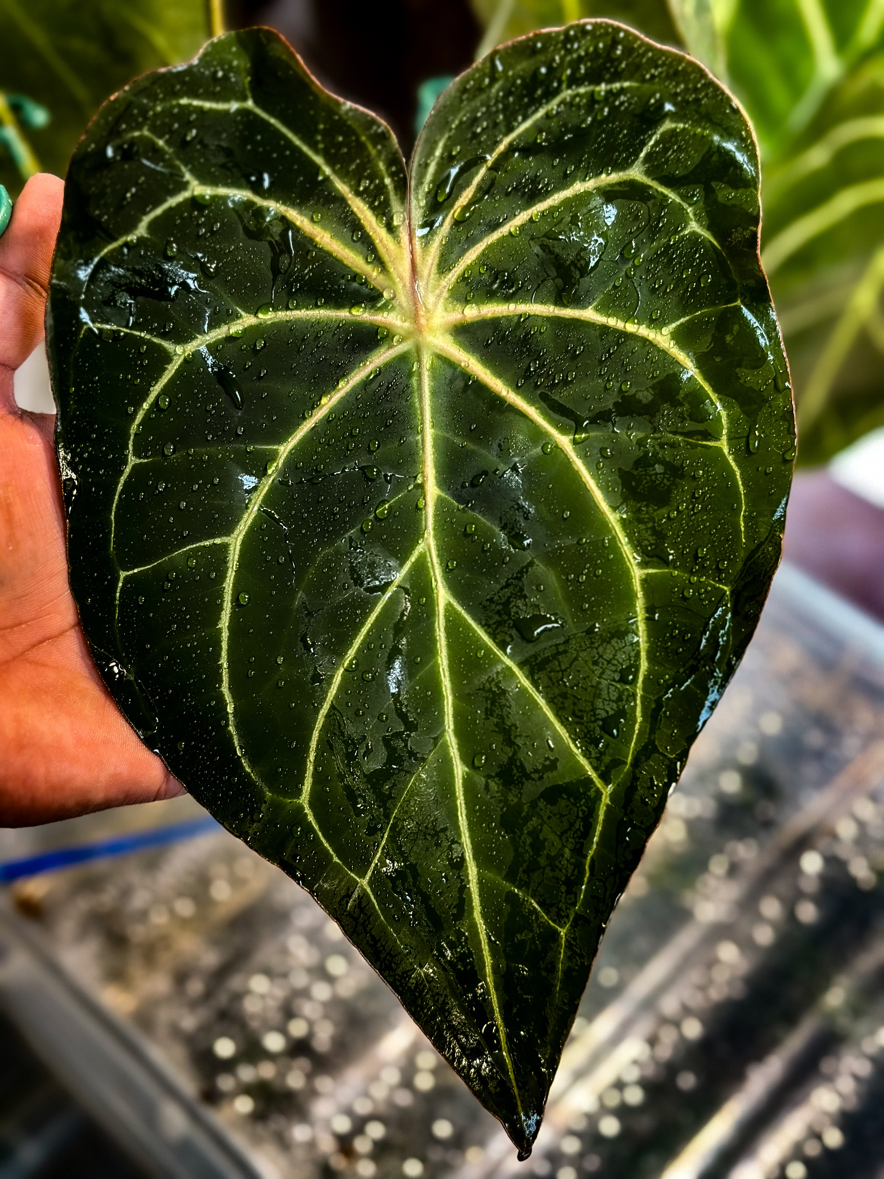ハペペ Anthurium (Carlablackiae x BVEP) x Super Massive Spider