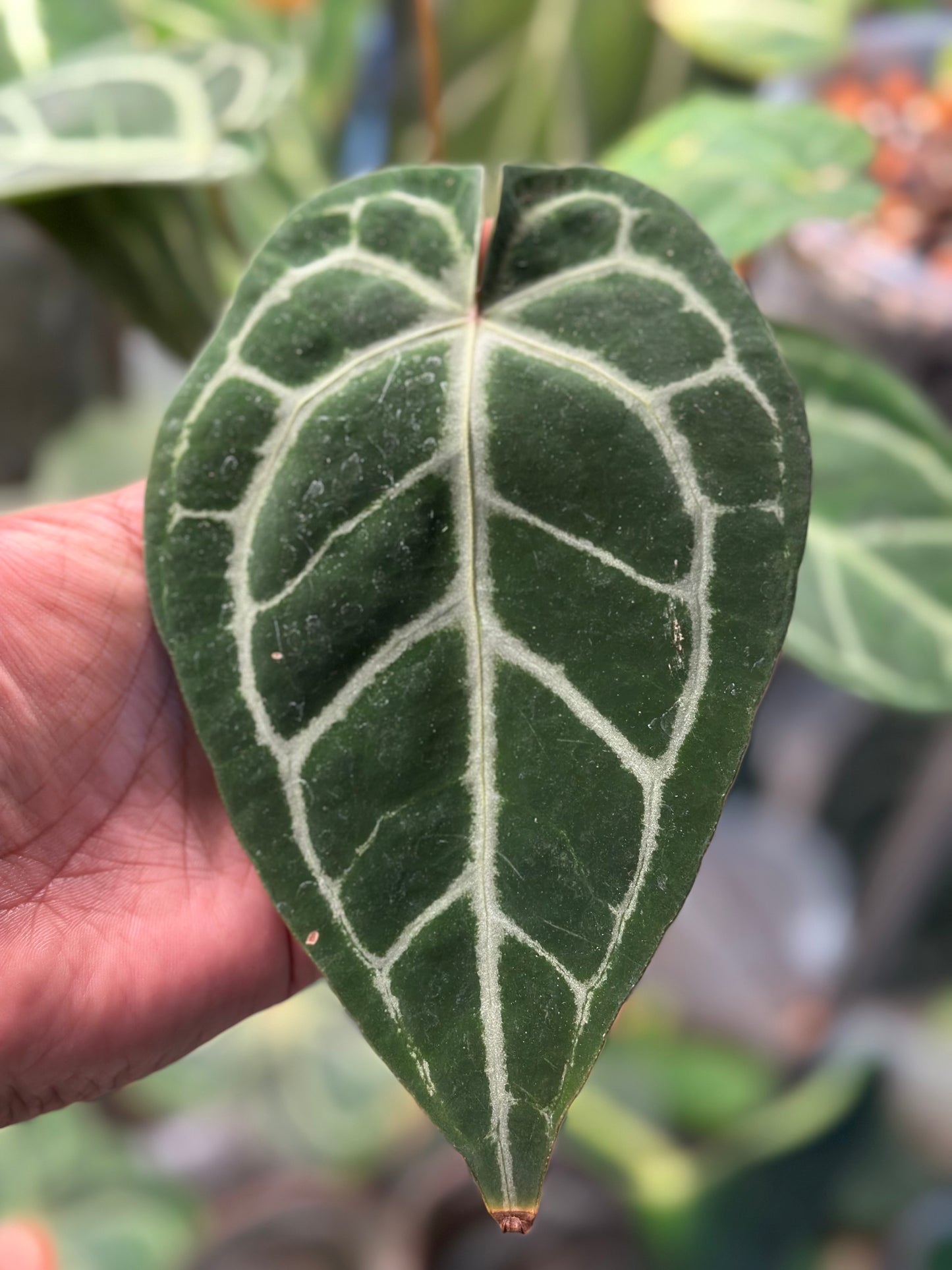 Anthurium Red Crystal (Indo) × SKG Pink Lemonade