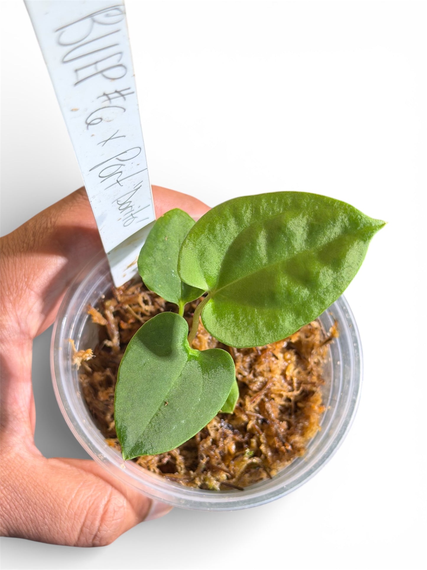 Anthurium BVEP RA6 x Portillae Dorito