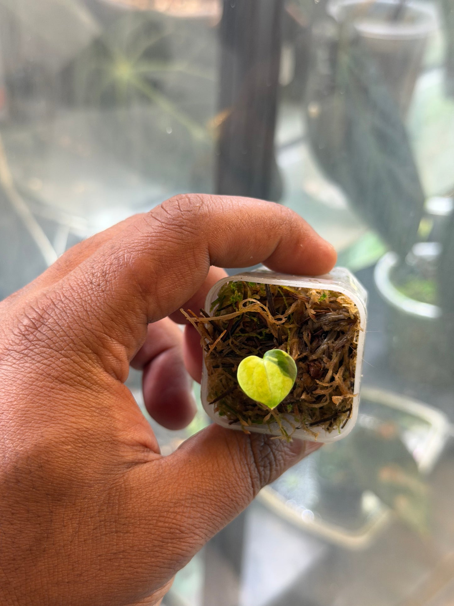 Anthurium KOS x RVDP – Variegated Seedlings