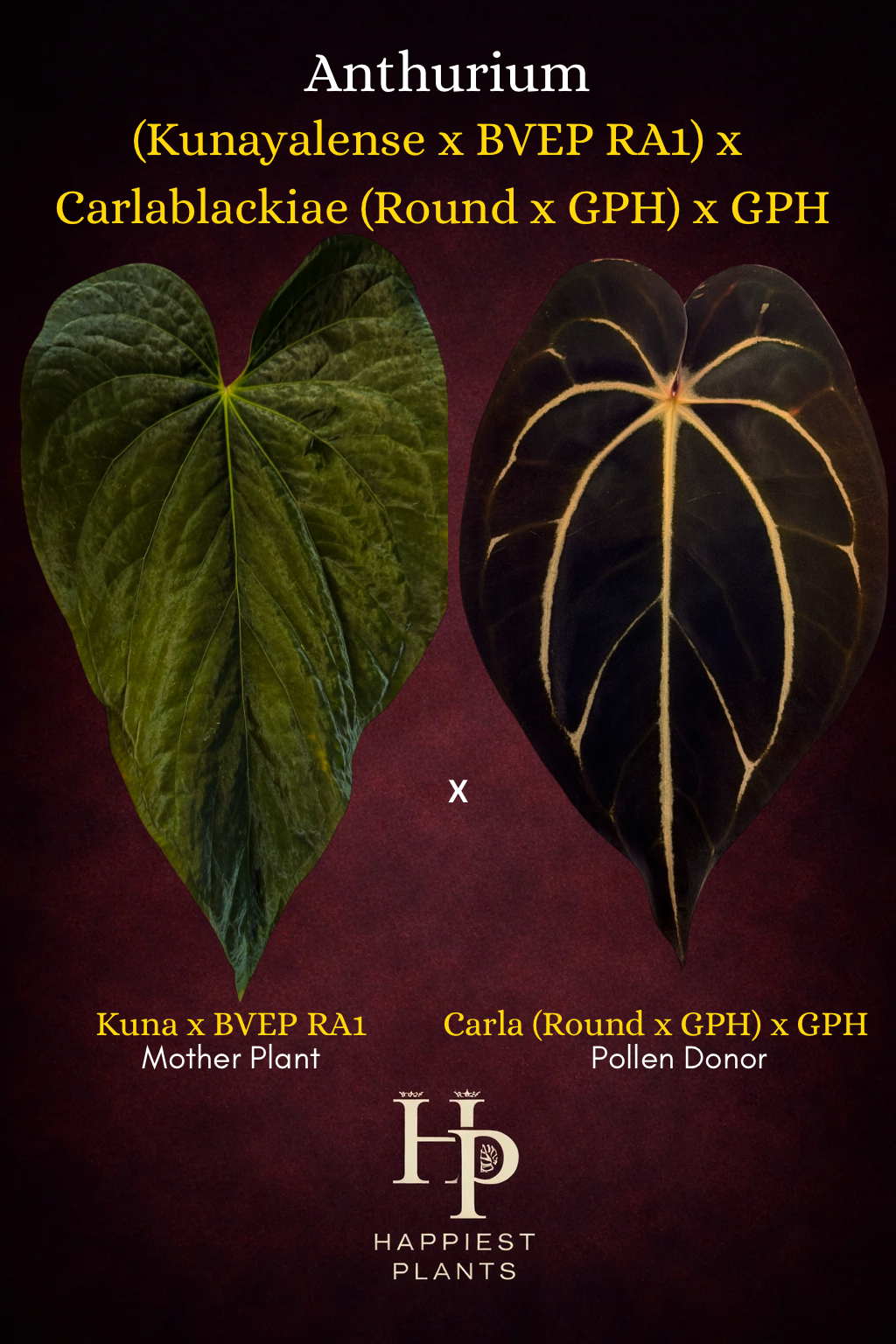 Anthurium (Kuna x BVEP RA1) x Carla (Round x GPH001) x GPH001