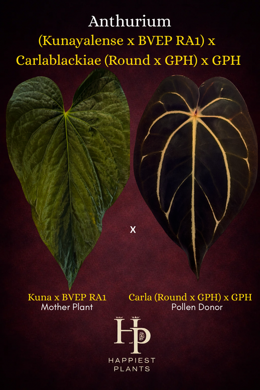 Anthurium (Kuna x BVEP RA1) x Carla (Round x GPH001) x GPH001