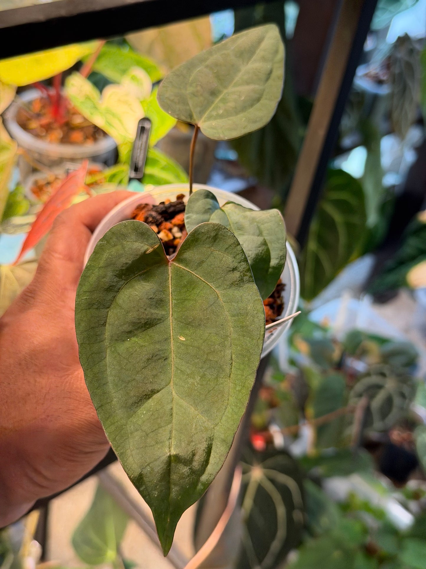 Anthurium Legacy of Spades Original Clones