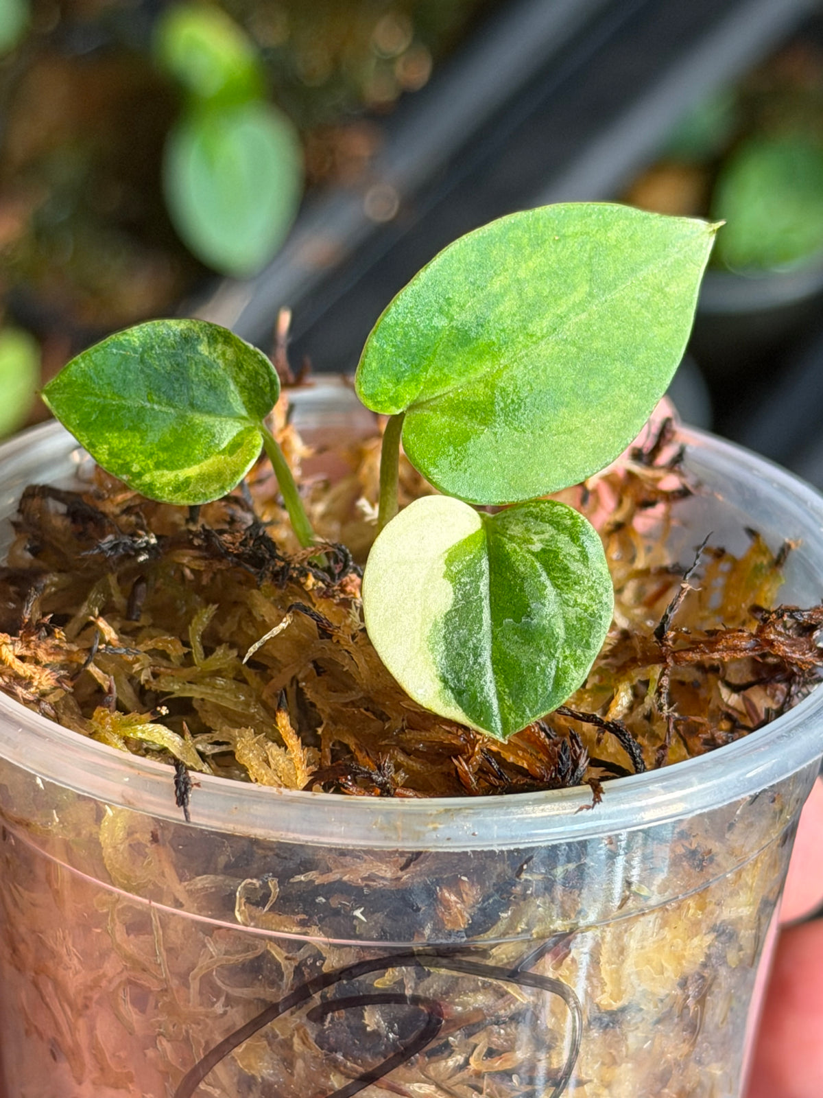 Anthurium (Dressleri x Pap Var) x Carlablackiae RA10 S1 - Select Variegated Seedlings