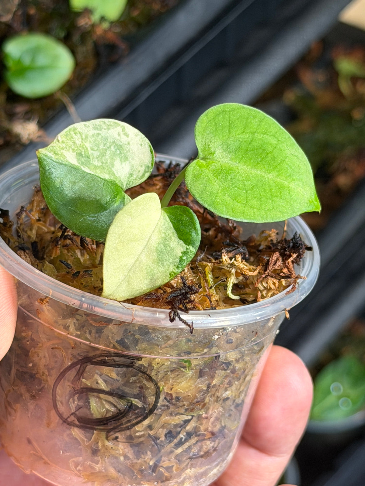 Anthurium (Dressleri x Pap Var) x Carlablackiae RA10 S1 - Select Variegated Seedlings