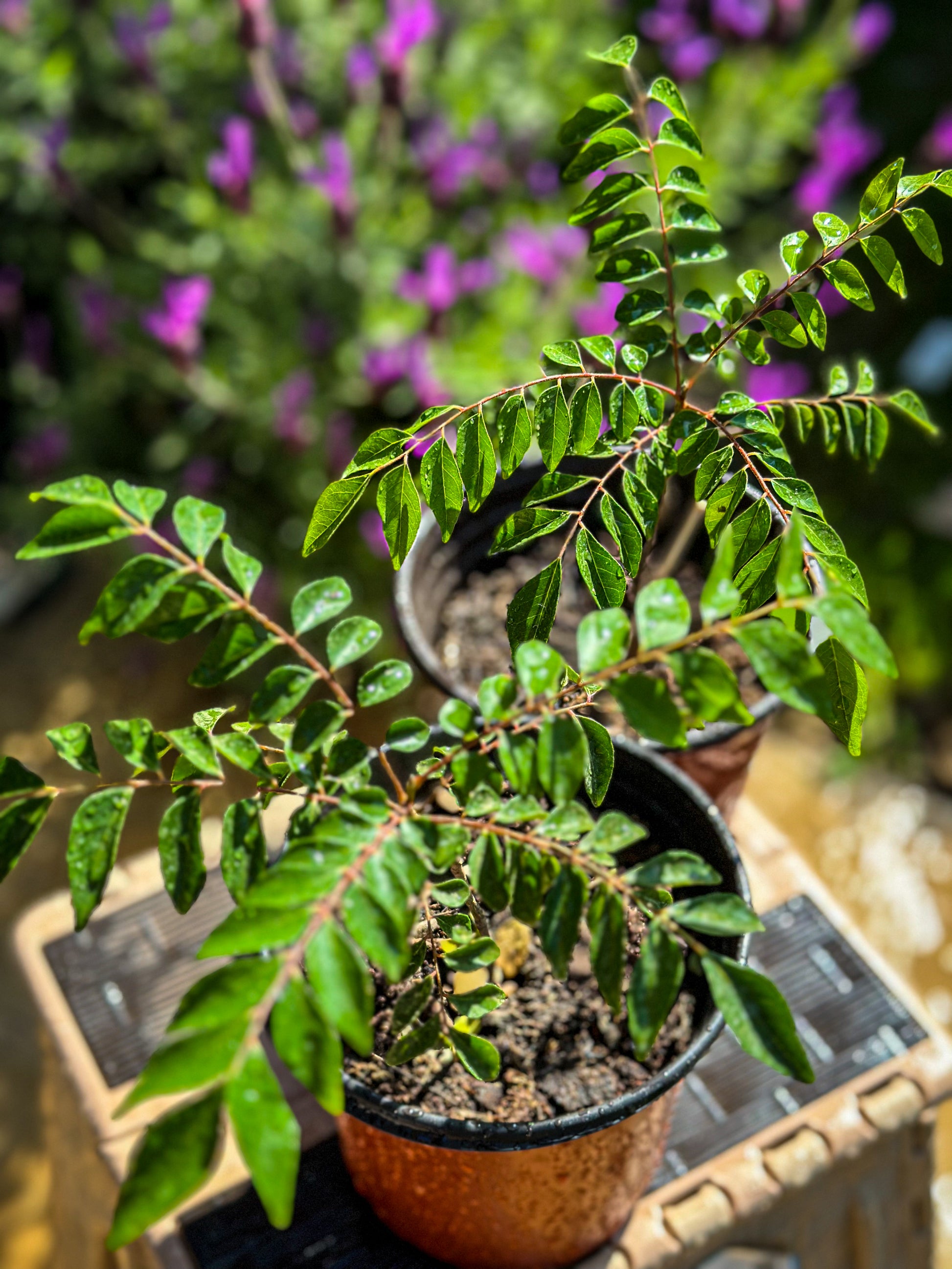 curry leaves plant indoor Curry Leaf Plant Indian Gamthi Light Red Strands