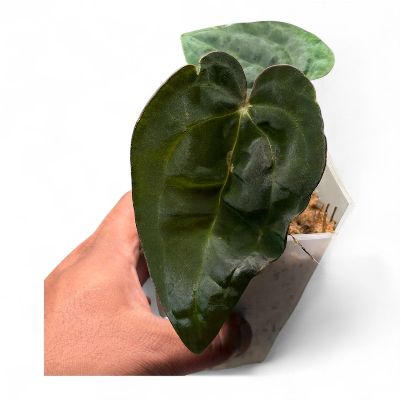 Anthurium Ace of Spades (Tezula) × Carlablackiae – Offsets