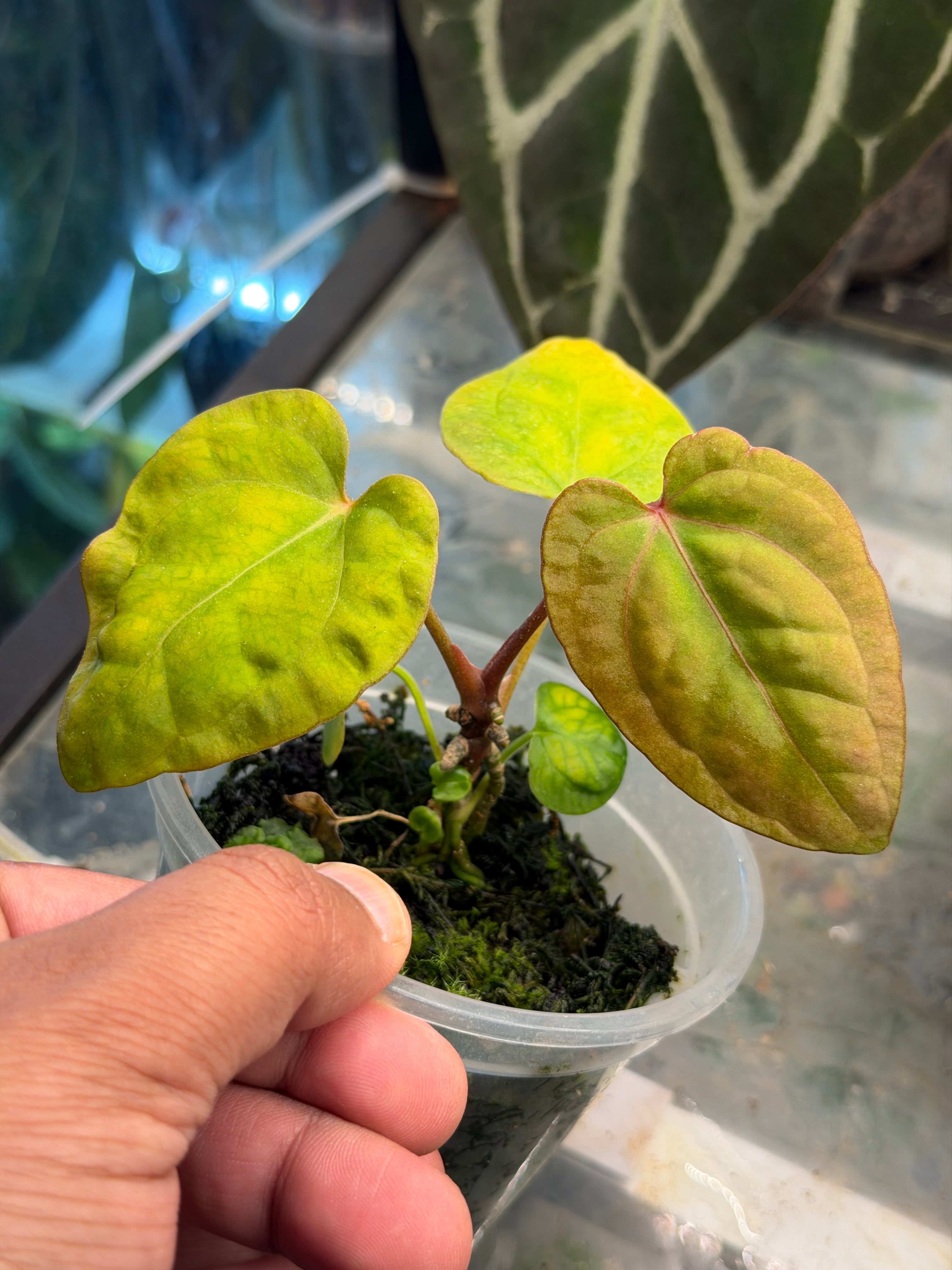 Anthurium kunayalensis × Zara 'Michelle' Anthurium Kunayalense x Zara x Michelle – HappiestPlants