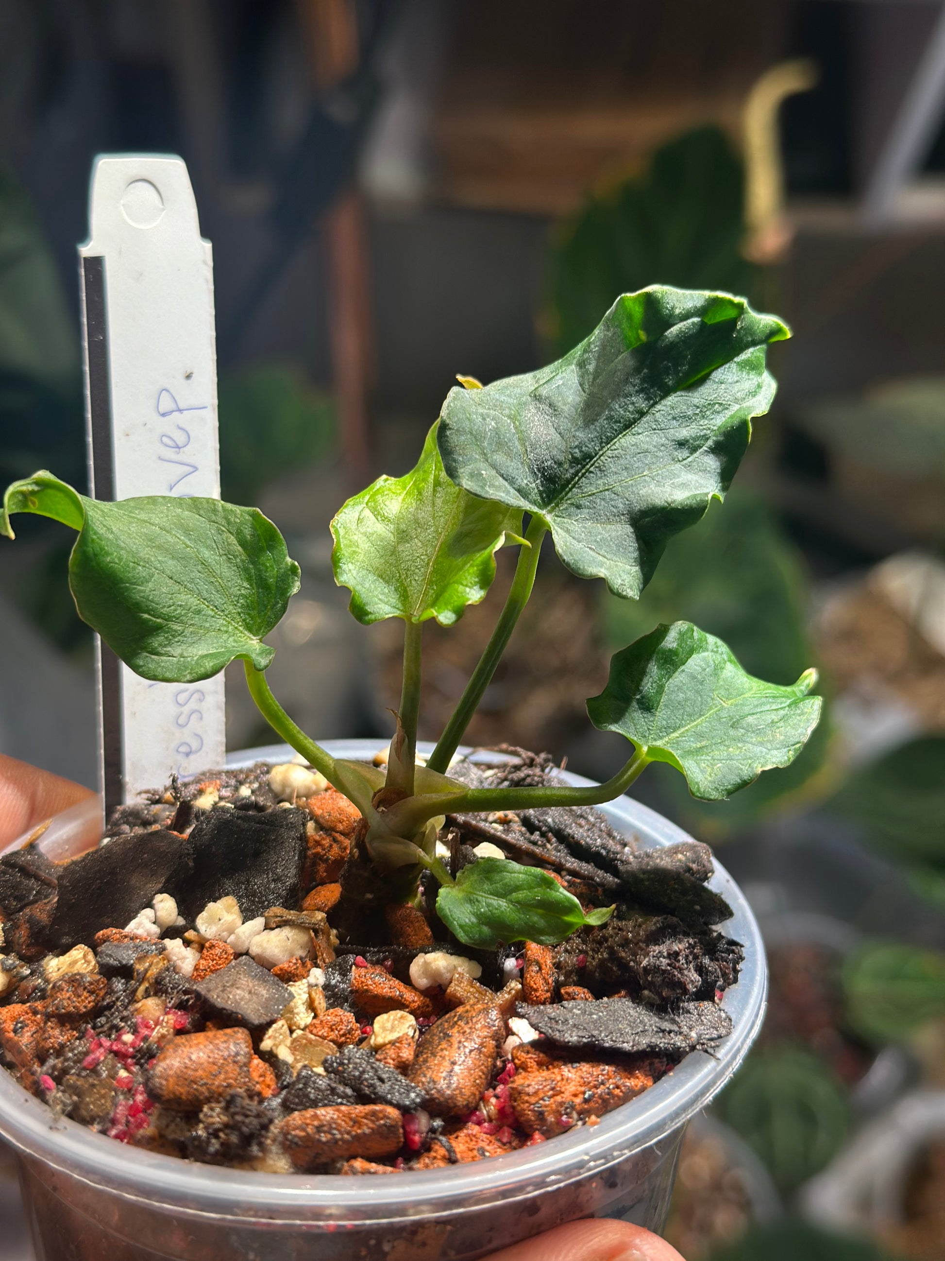 Anthurium Dressleri x Antolakii