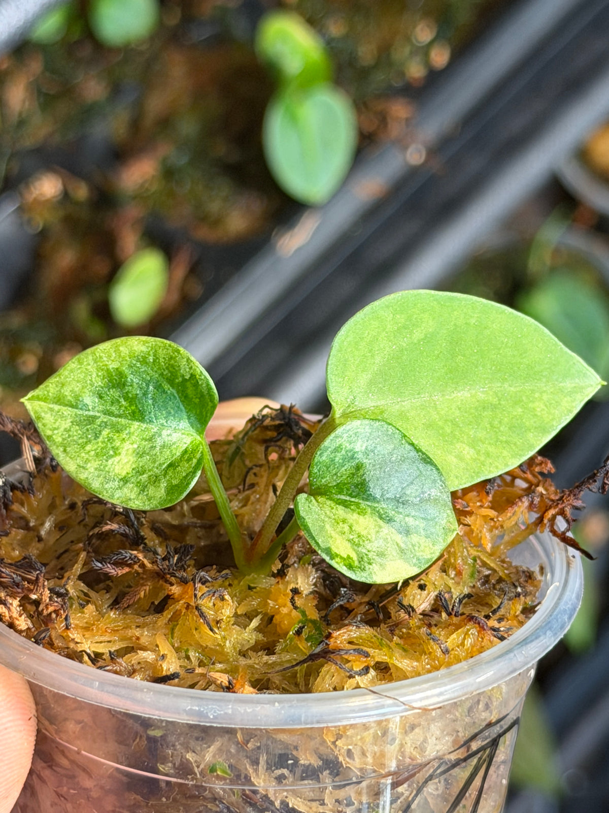 Anthurium (Dressleri x Pap Var) x Carlablackiae RA10 S1 - Select Variegated Seedlings