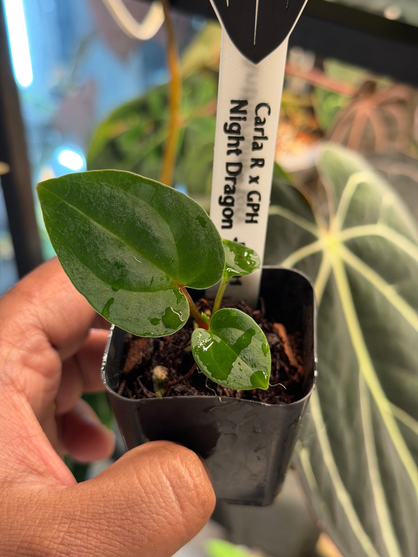 Anthurium Carlablackiae (Round x GPH001) x Night Dragon