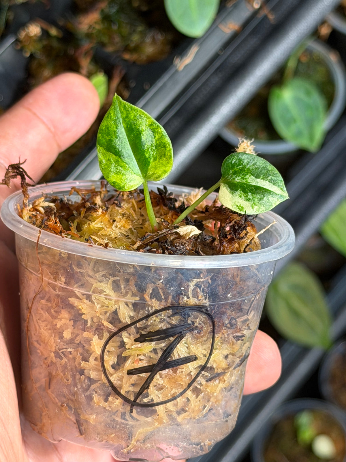 Anthurium (Dressleri x Pap Var) x Carlablackiae RA10 S1 - Select Variegated Seedlings