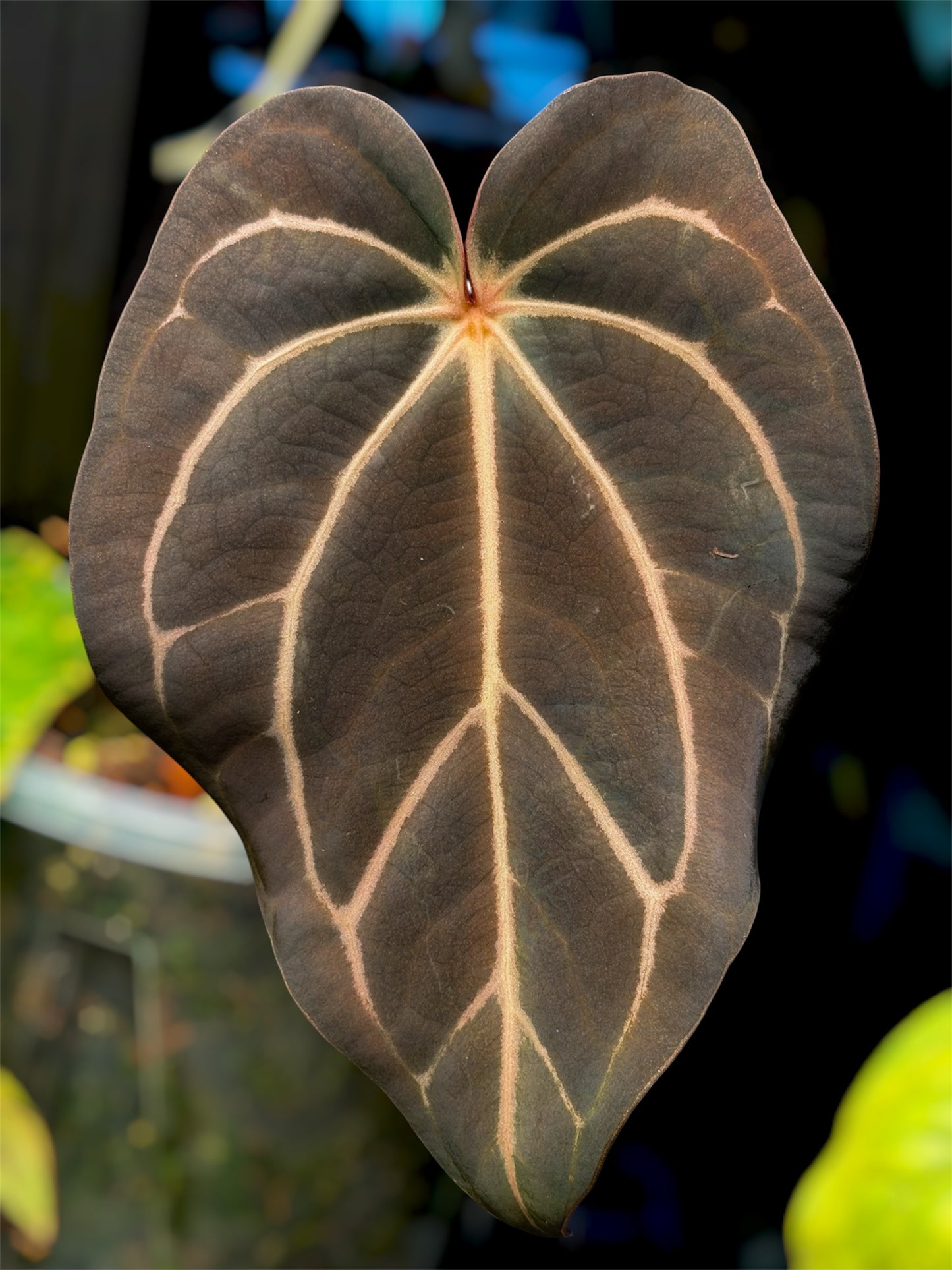 Anthurium Purple Amethyst x Carlablackiae (OG1 x OG2)