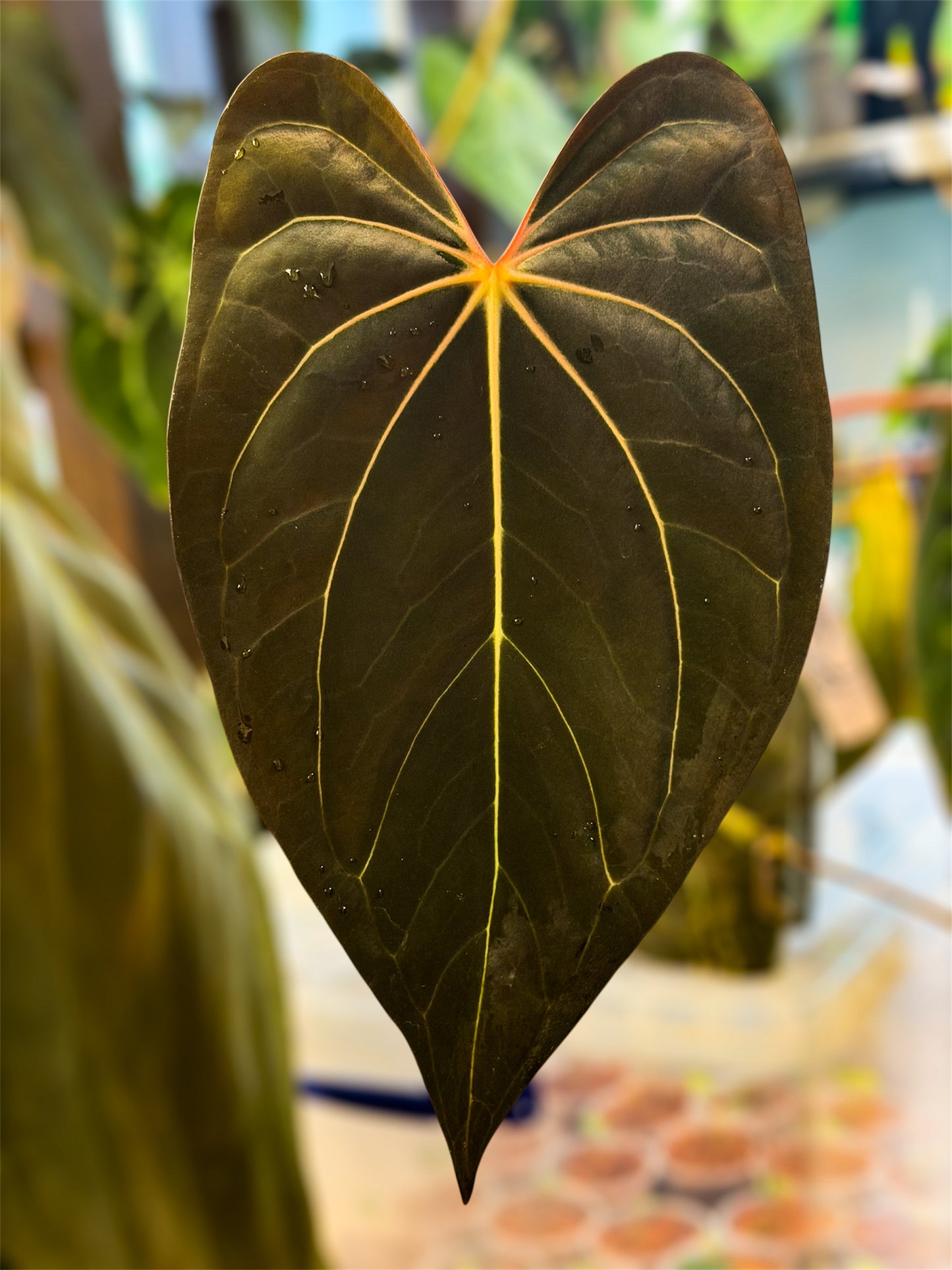 Anthurium (Carlablackiae x RVDP) x (Carlablackiae x AOS)