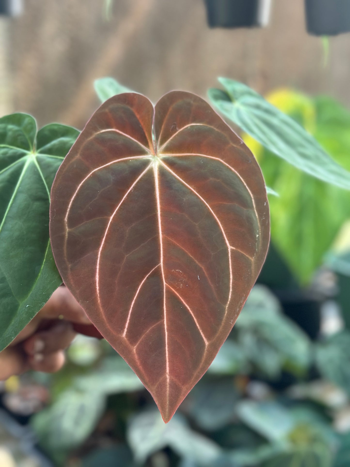 Anthurium Carlablackiae AU1 x As de Pique (AOS DF)