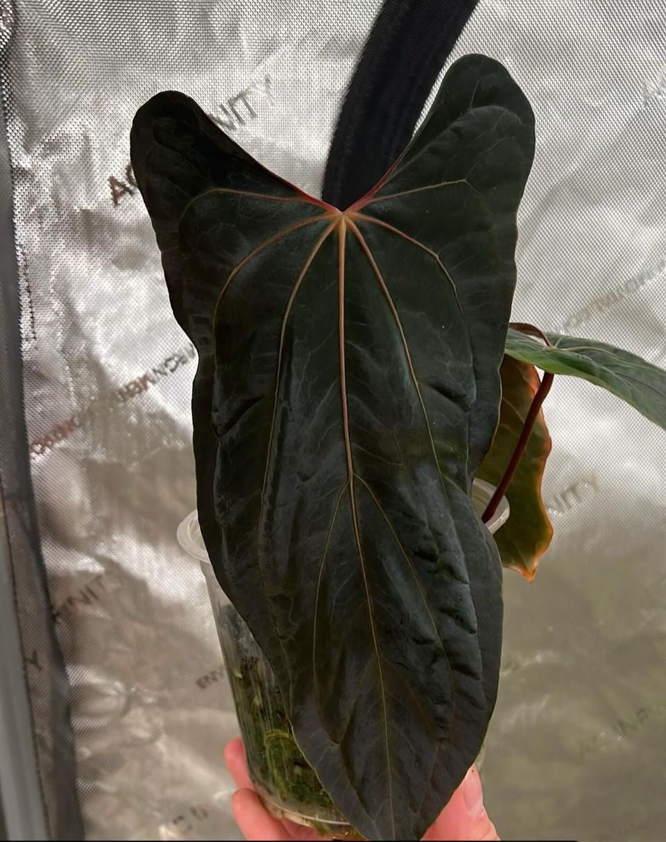 Anthurium RLFS Menace Black x Ralph Lynam