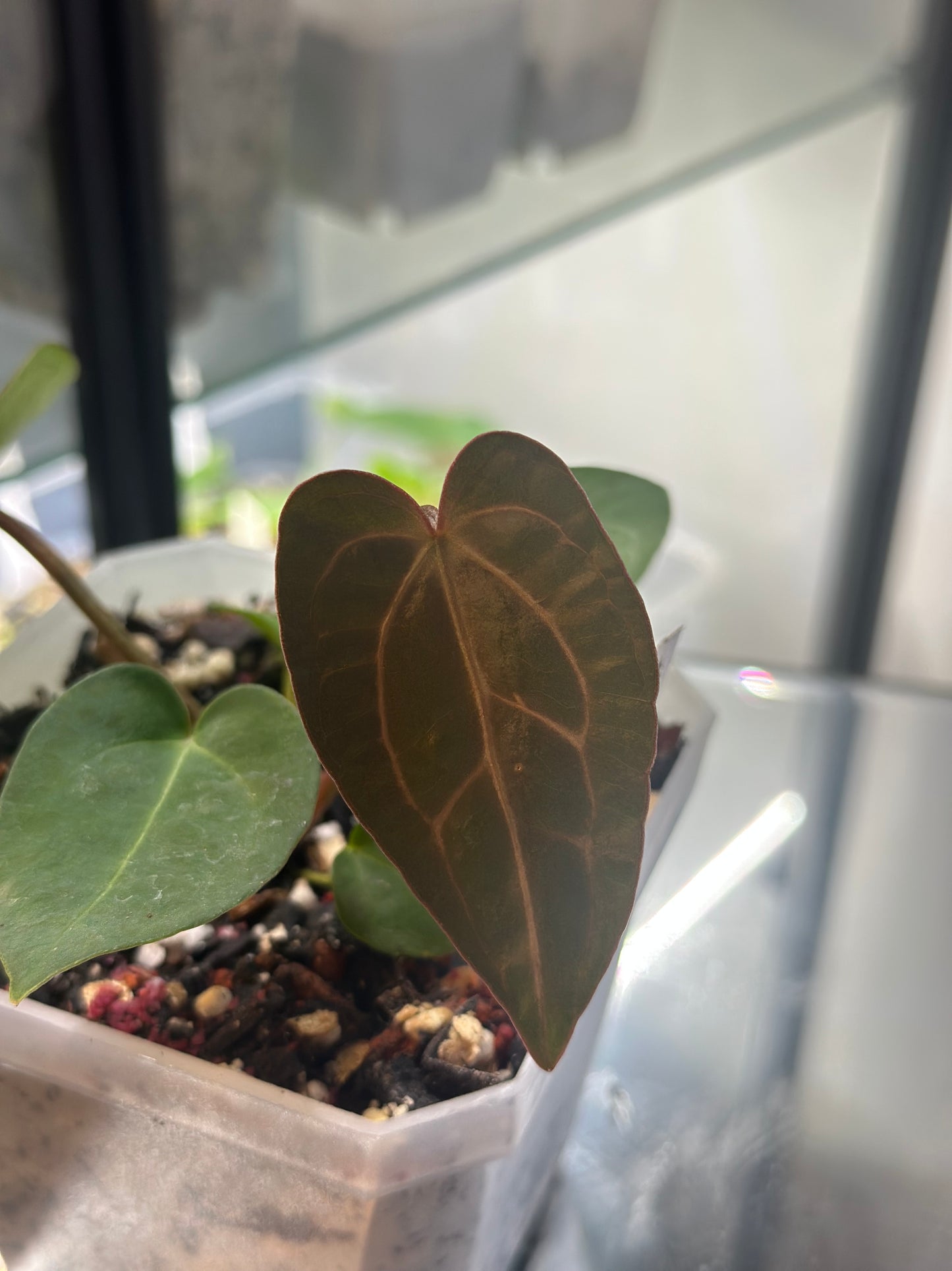 Anthurium Dressleri (NSE) x Carlablackiae AU1