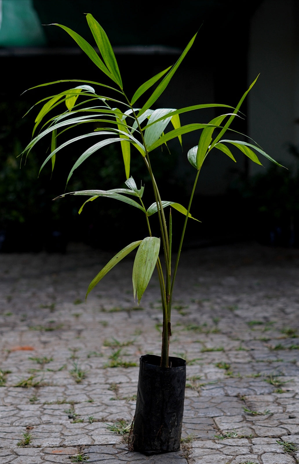 Acai Berry Live Plants in uk