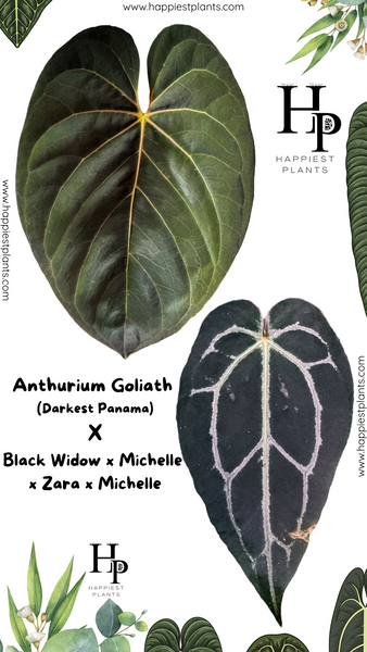 Anthurium_Goliath_Darkest_Pana