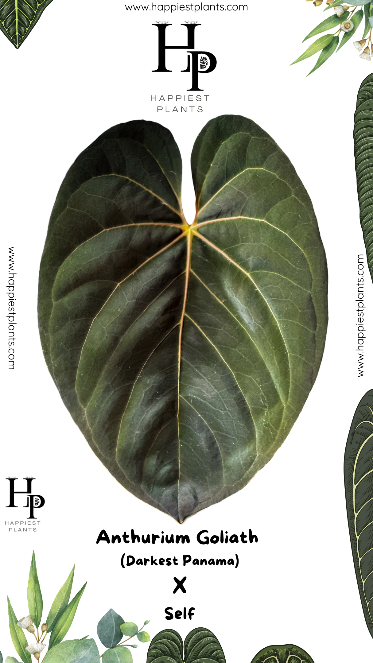 anthurium maxima Anthurium Goliath (Darkest Panama) x Self – HappiestPlants
