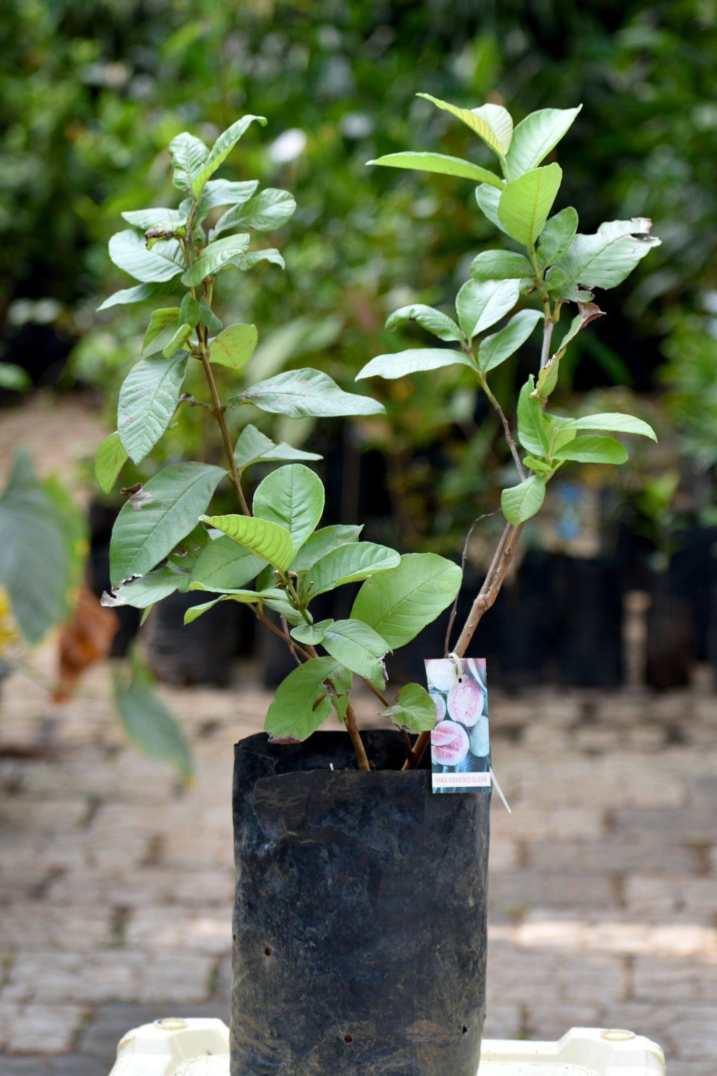 Guava Live Plants in us