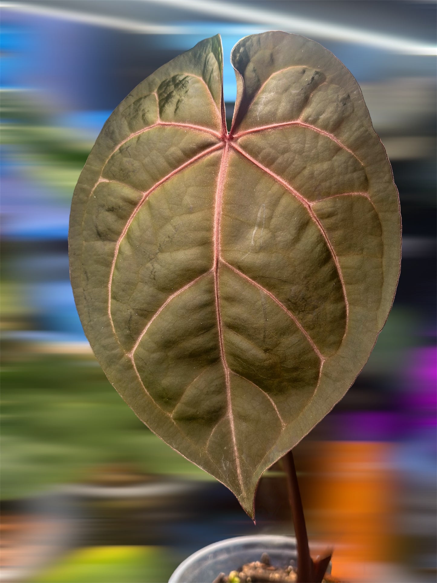 Anthurium AOS DF X Zara × Zara – Offset