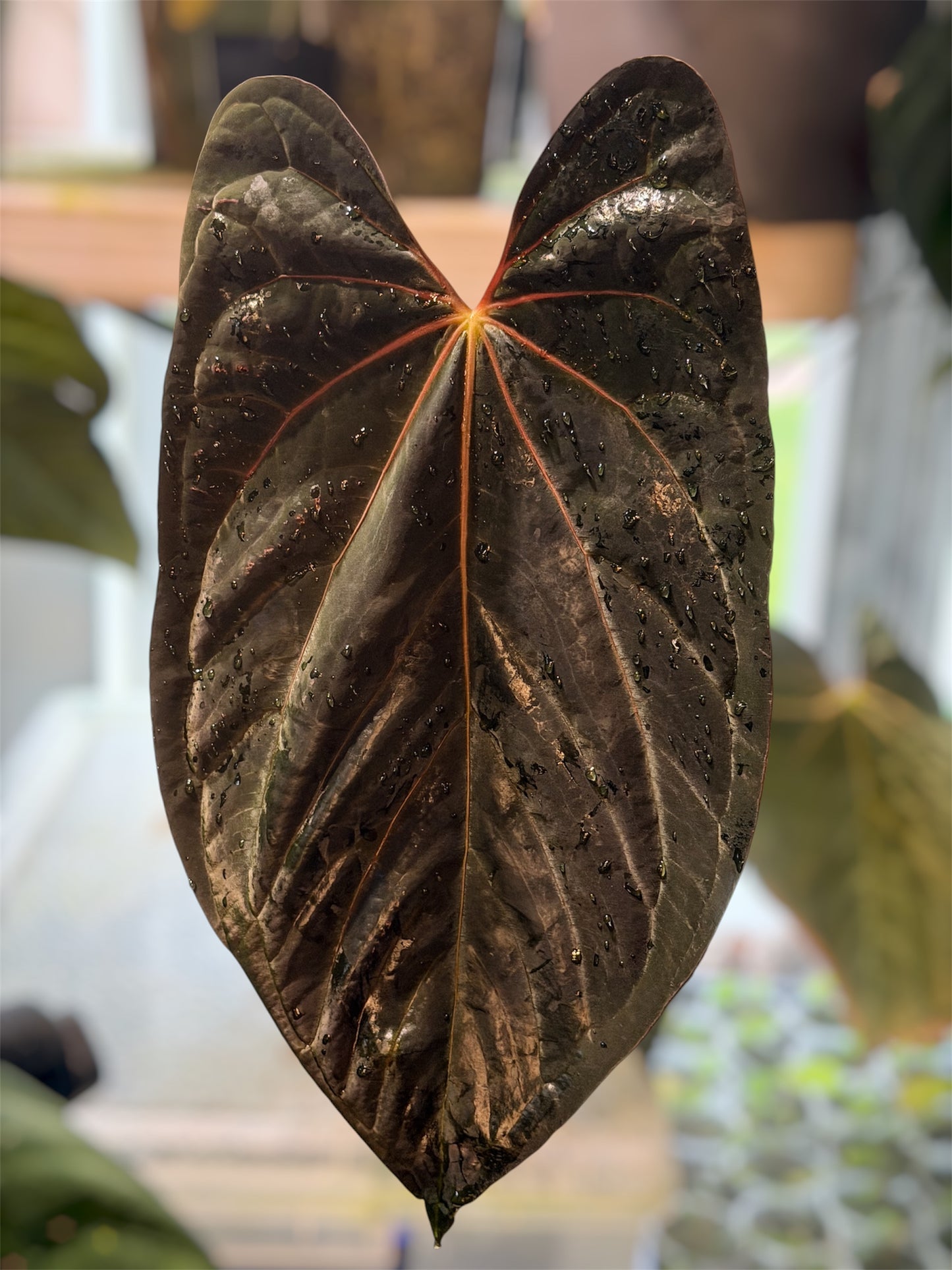 Anthurium (Pap Ree Gardens x BVEP) x Èclat Rouge