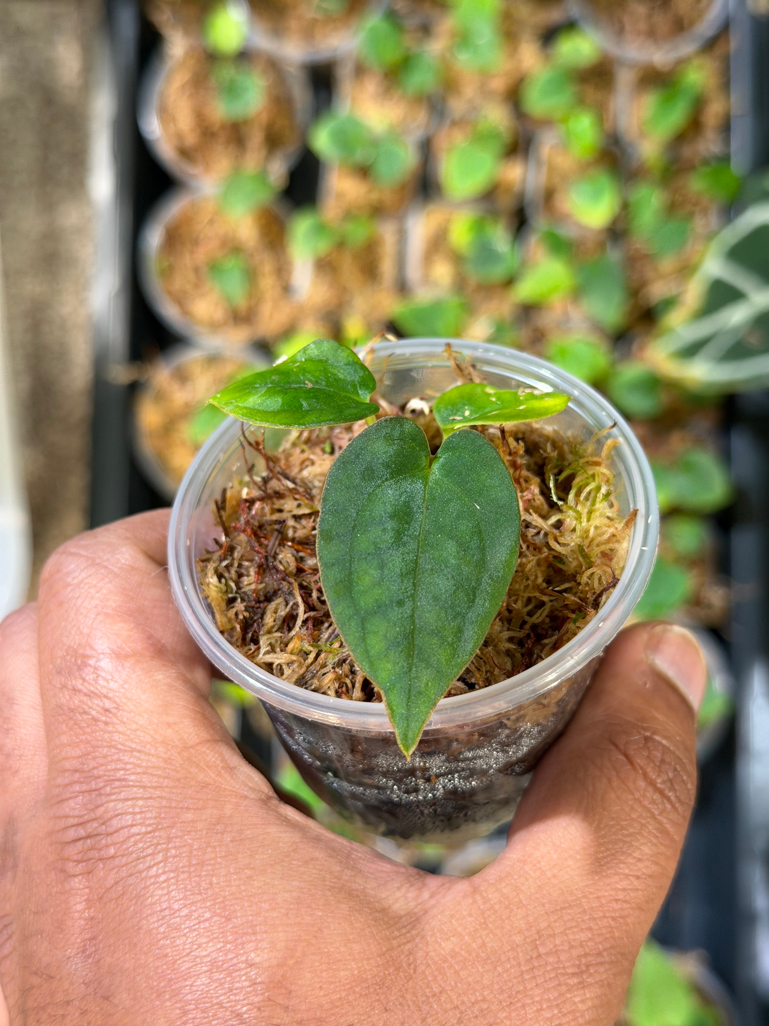 Anthurium (Forgetii x BVEP) X (Carlablackiae x Besseae AFF x BVEP