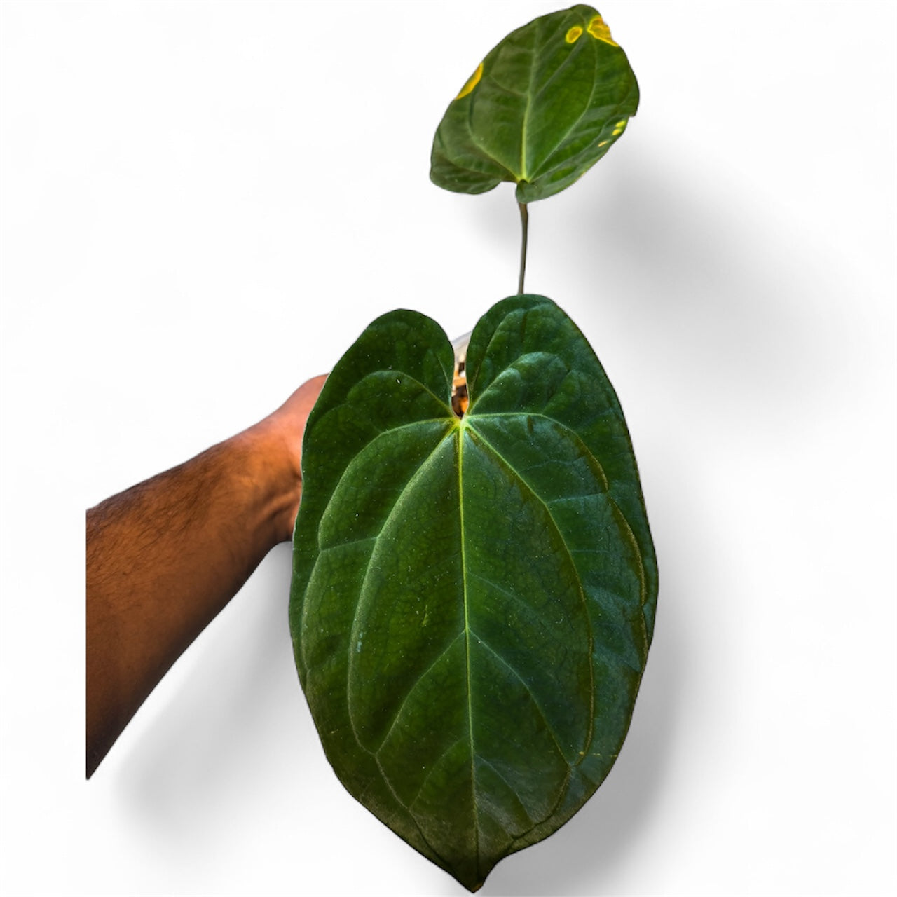 Anthurium BVEP RA7 x Besseae aff