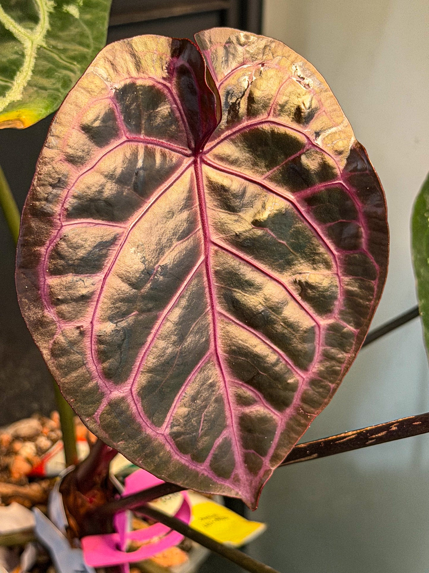 Anthurium Purple Amethyst x Èclat Rouge