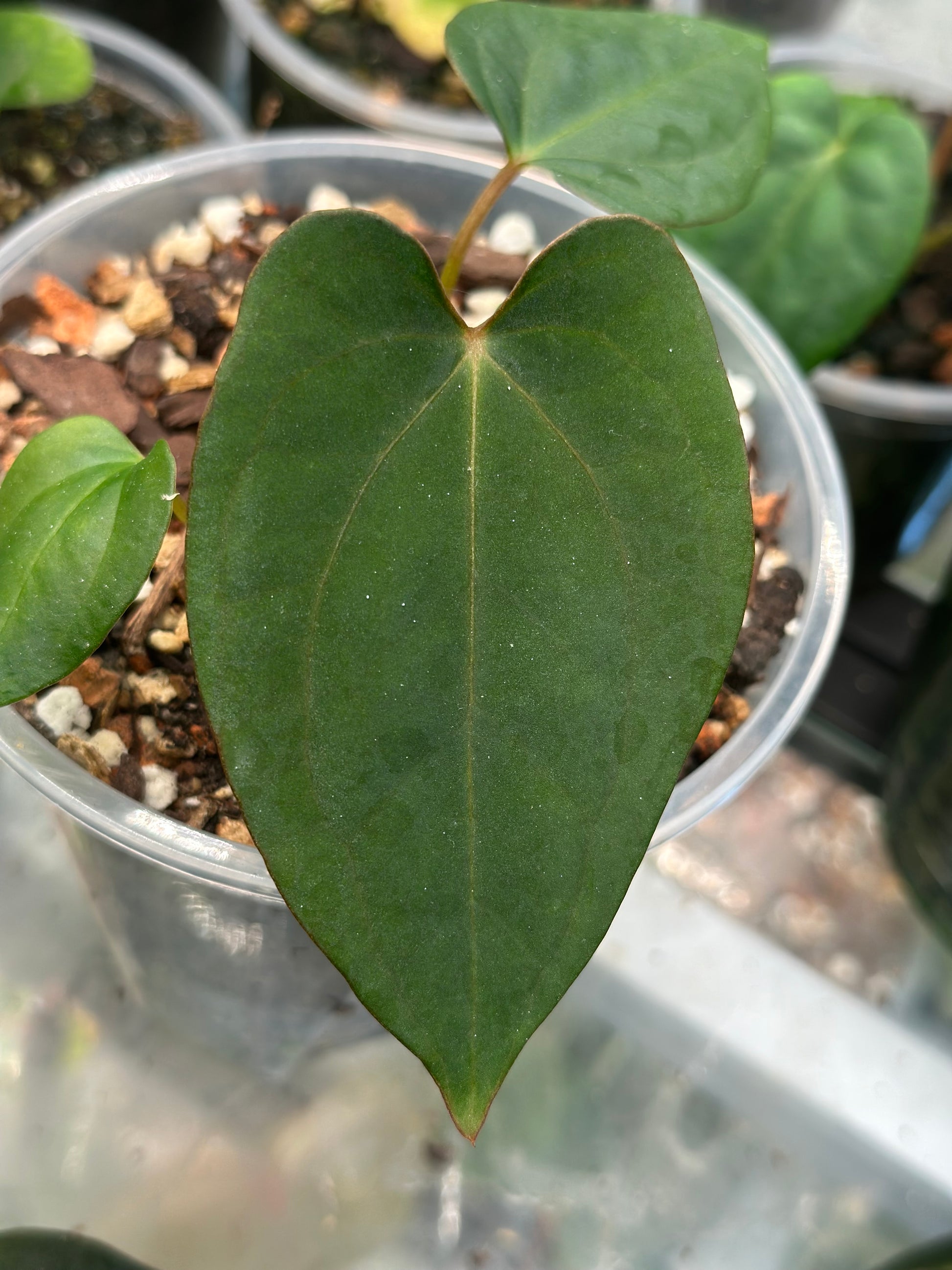anthurium kunayalense Anthurium Kunayalense X Zara x Michelle – HappiestPlants