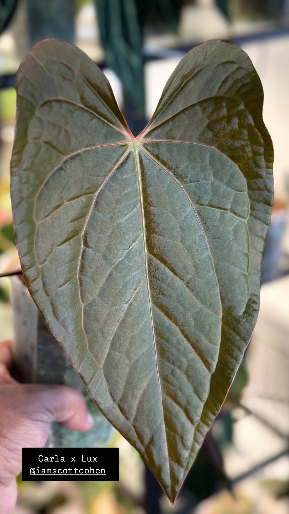 Anthurium (Carlablackiae × Luxurian) × (Carlablackiae × BVEP)