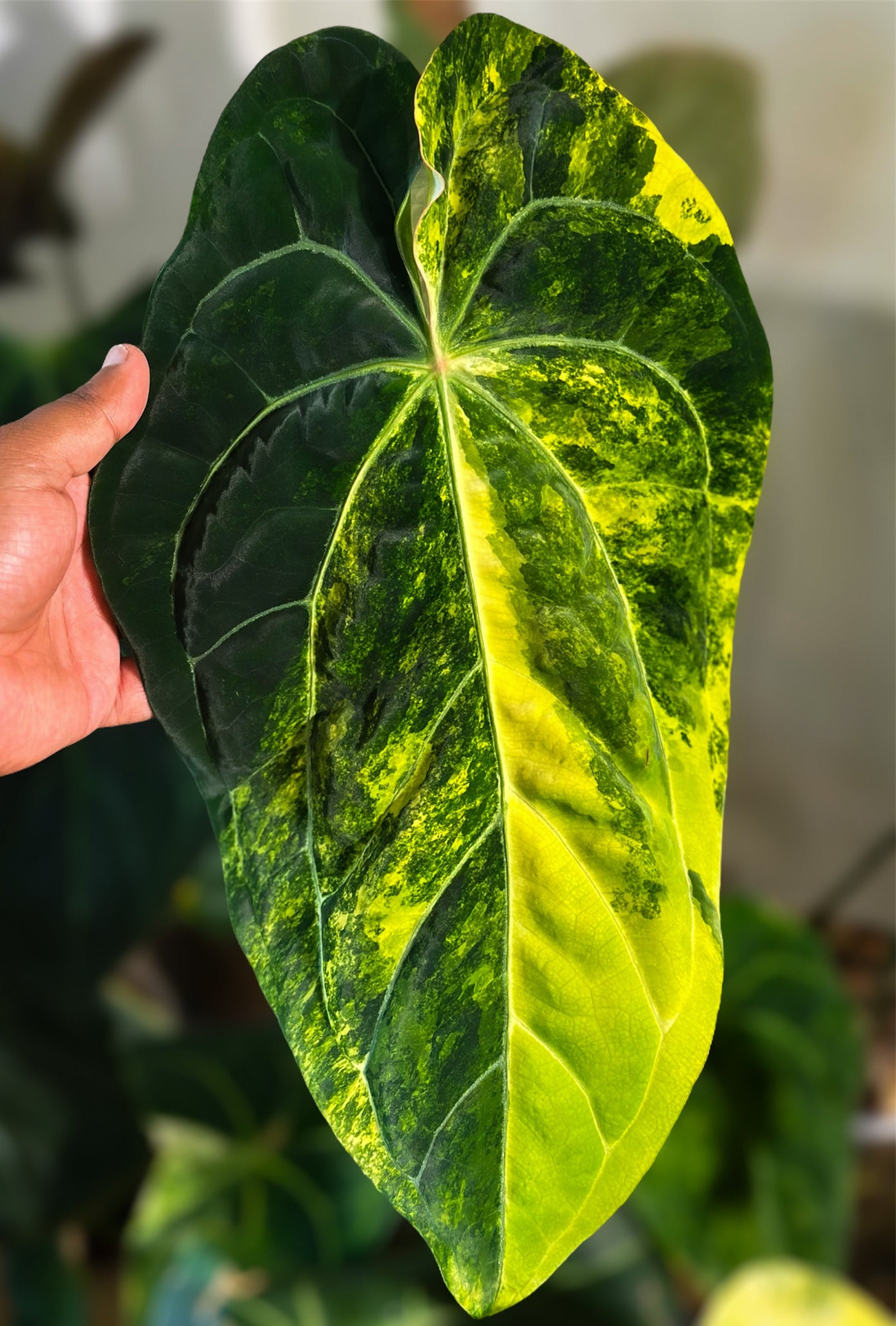 Anthurium (Dressleri x Pap Var) x Carlablackiae RA10 S1