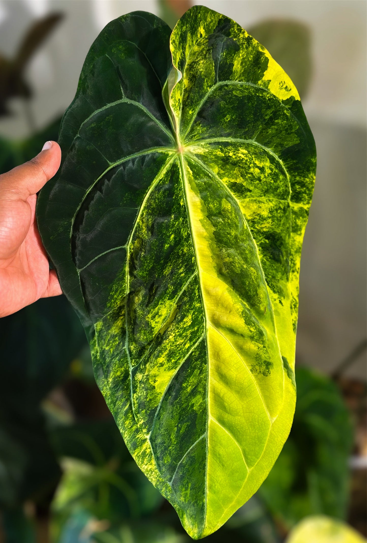 (Dressleri x Pap Var) x Carlablackiae RA10 S1