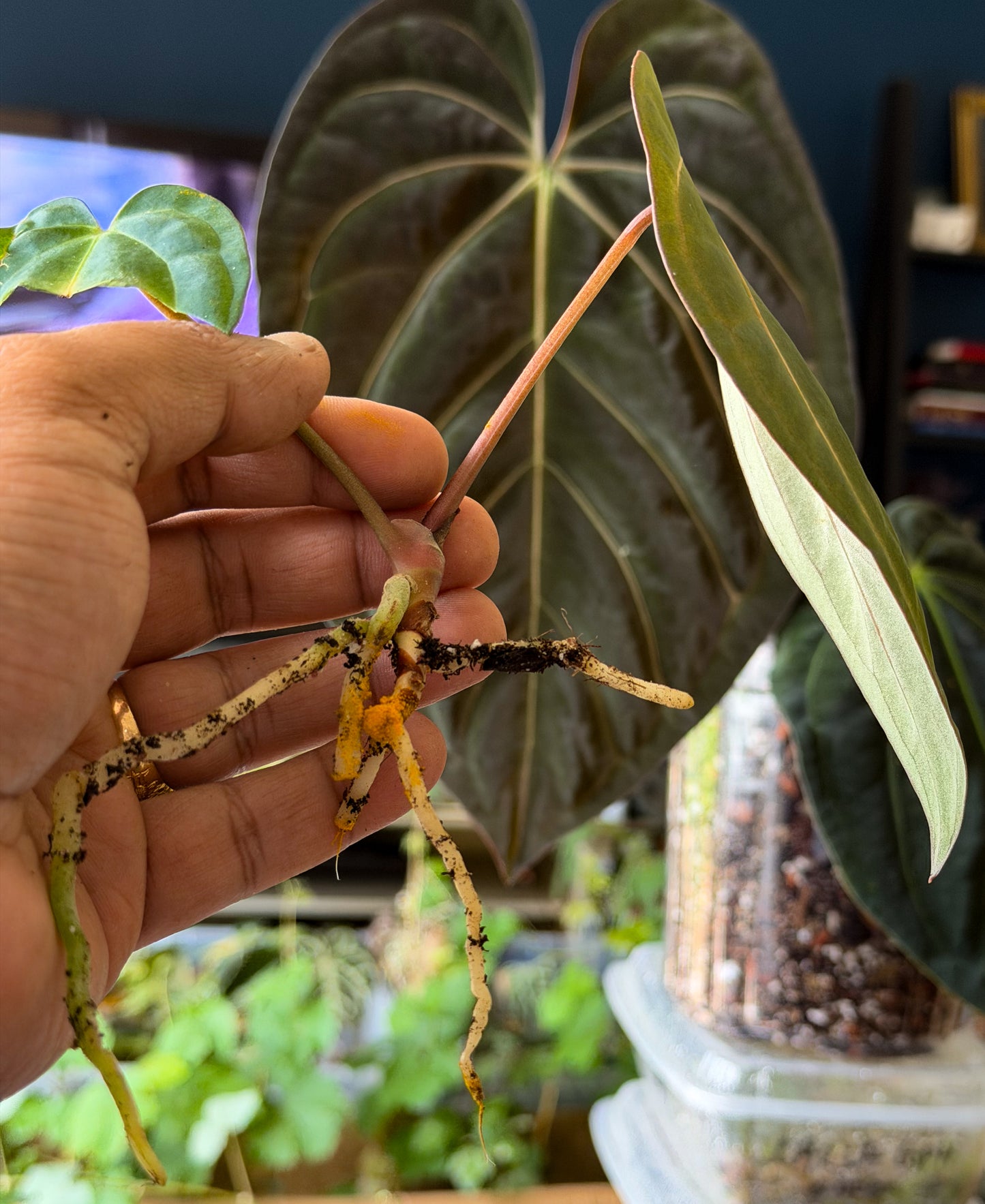 Anthurium Carlablackiae x Goliath – Offset