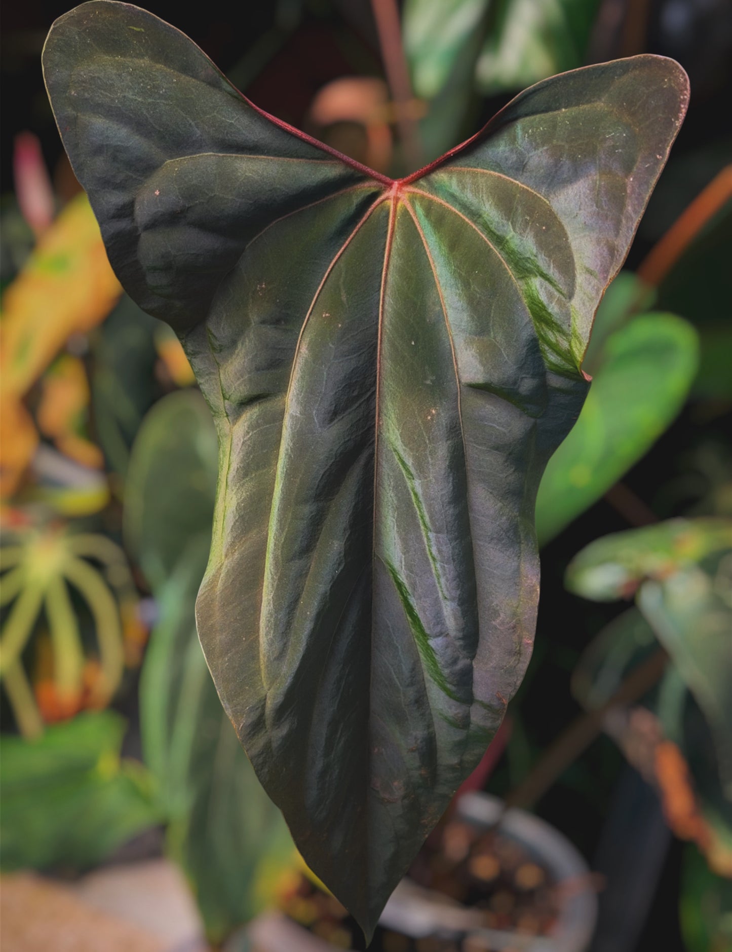 Anthurium Rosè Ember x Ralph Lynam s1