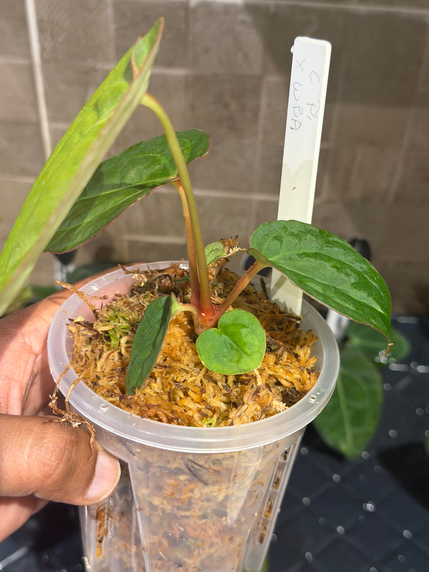 Anthurium Circus Peanuts x Wonderboy A