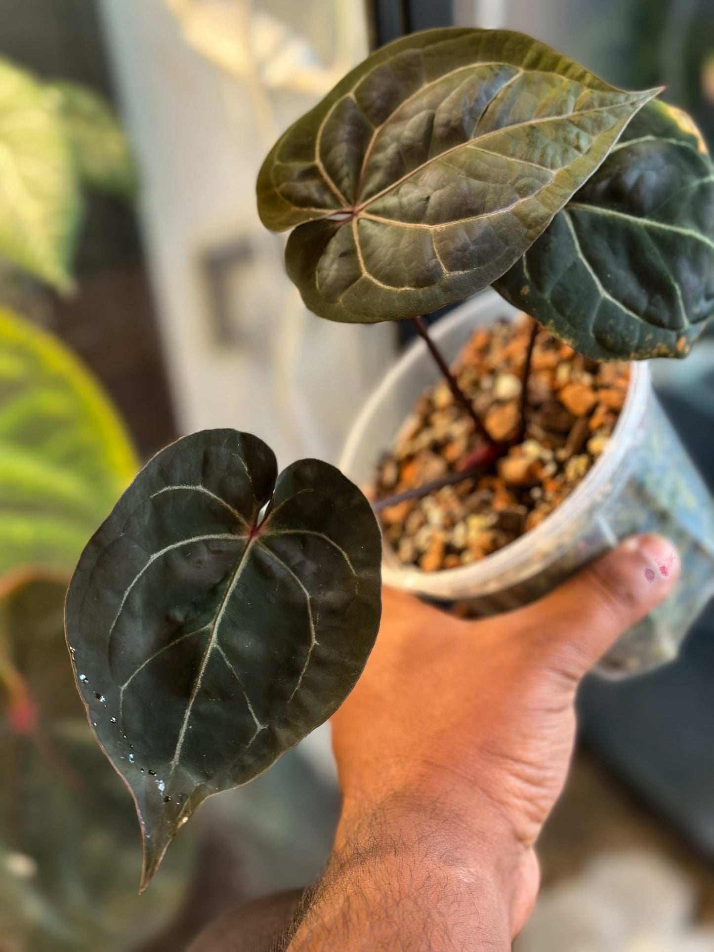 Anthurium AOS DF X Zara × Zara – Offset