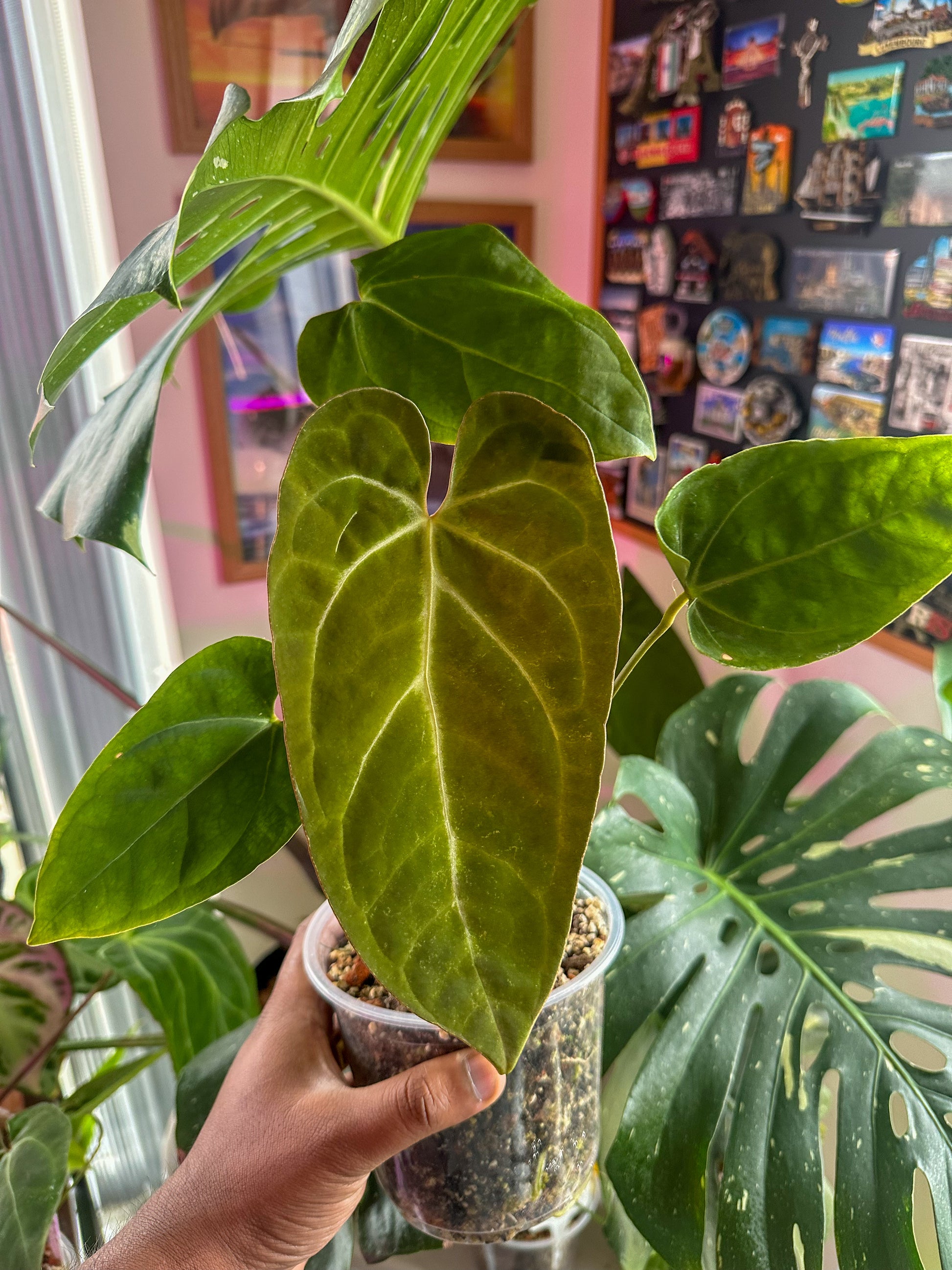 anthurium argyrostachyum velvet Anthurium Black Velvet – HappiestPlants