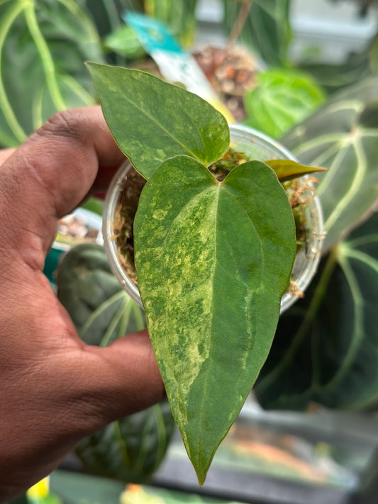 Papillilaminum Var x Guna Yala