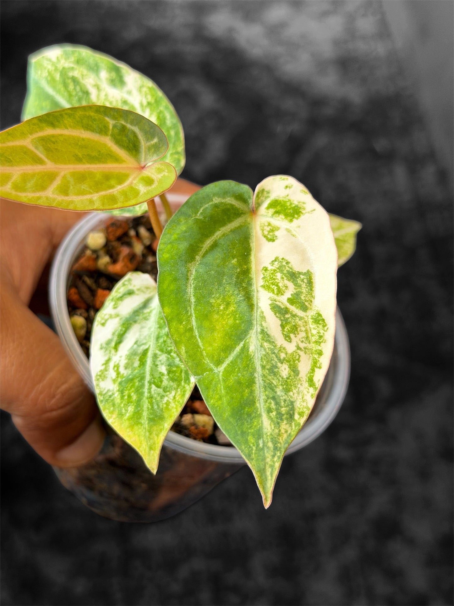 Anthurium Pap Var x Michelle Var - Selected Seedlings