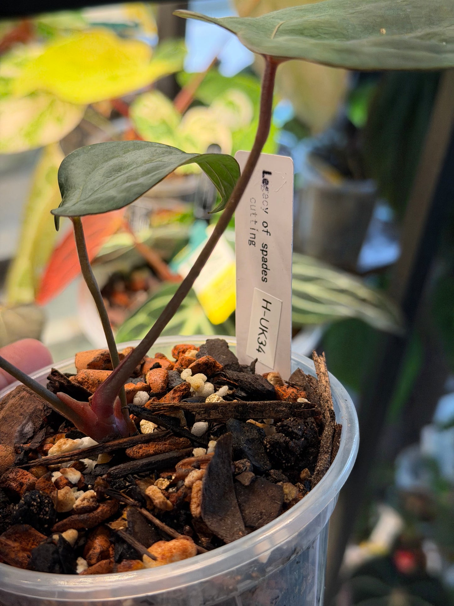 Anthurium Legacy of Spades Original Clones