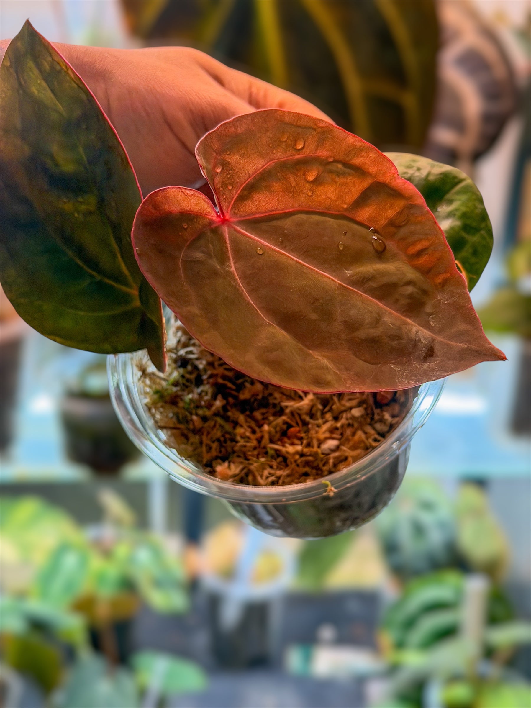 Anthurium Bloodmoon - Original Clone – HappiestPlants