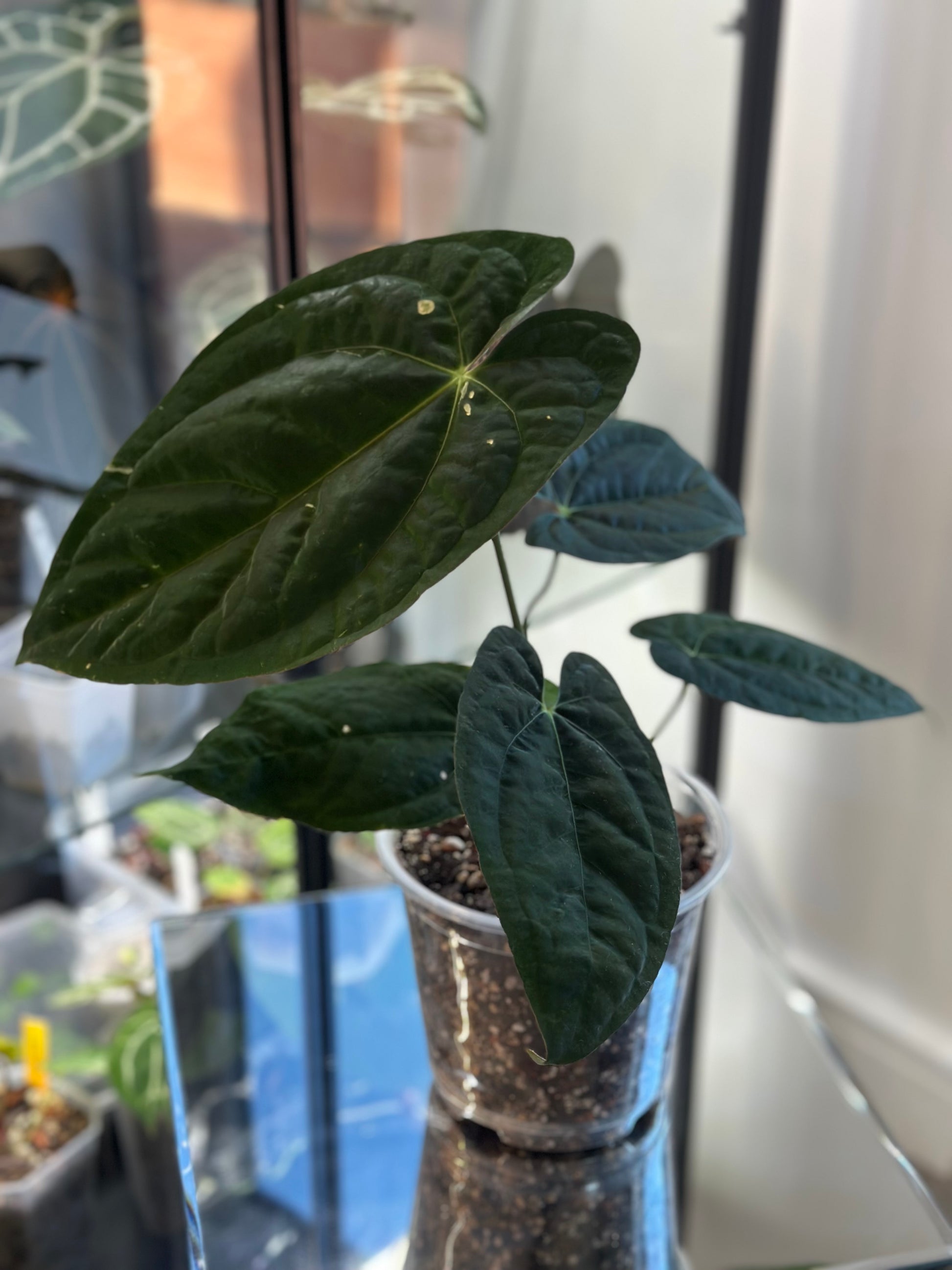anthurium dressleri care Anthurium Dressleri x Ace of Spades (AOS) – HappiestPlants
