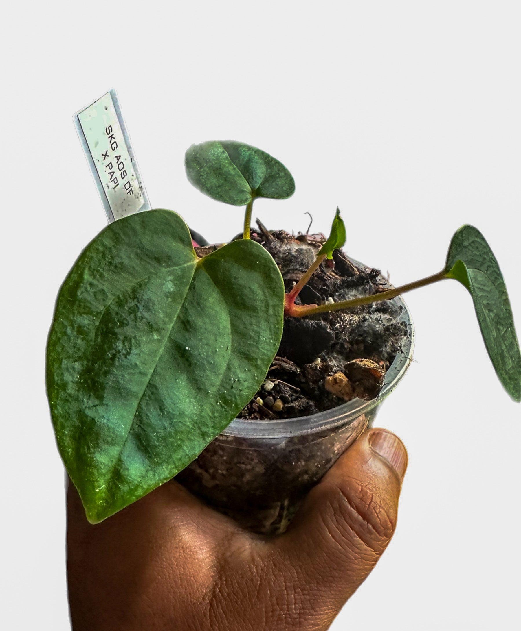 anthurium cephalium artiodactyla Anthurium AOS (SKG DF) x Papillilaminum Marie – HappiestPlants